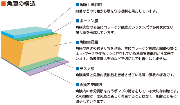 角膜の構造